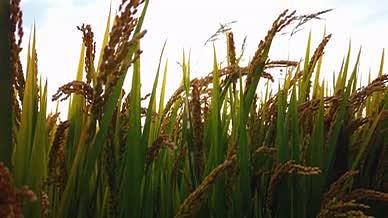 高清逆光拍摄成熟的水稻麦穗视频的预览图